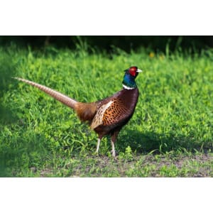 Karma dla ptaków hodowlanych, bażantów Ełpol 25kg