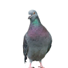 OviGrit 3 z anyżkiem - gryt - obrazek 3