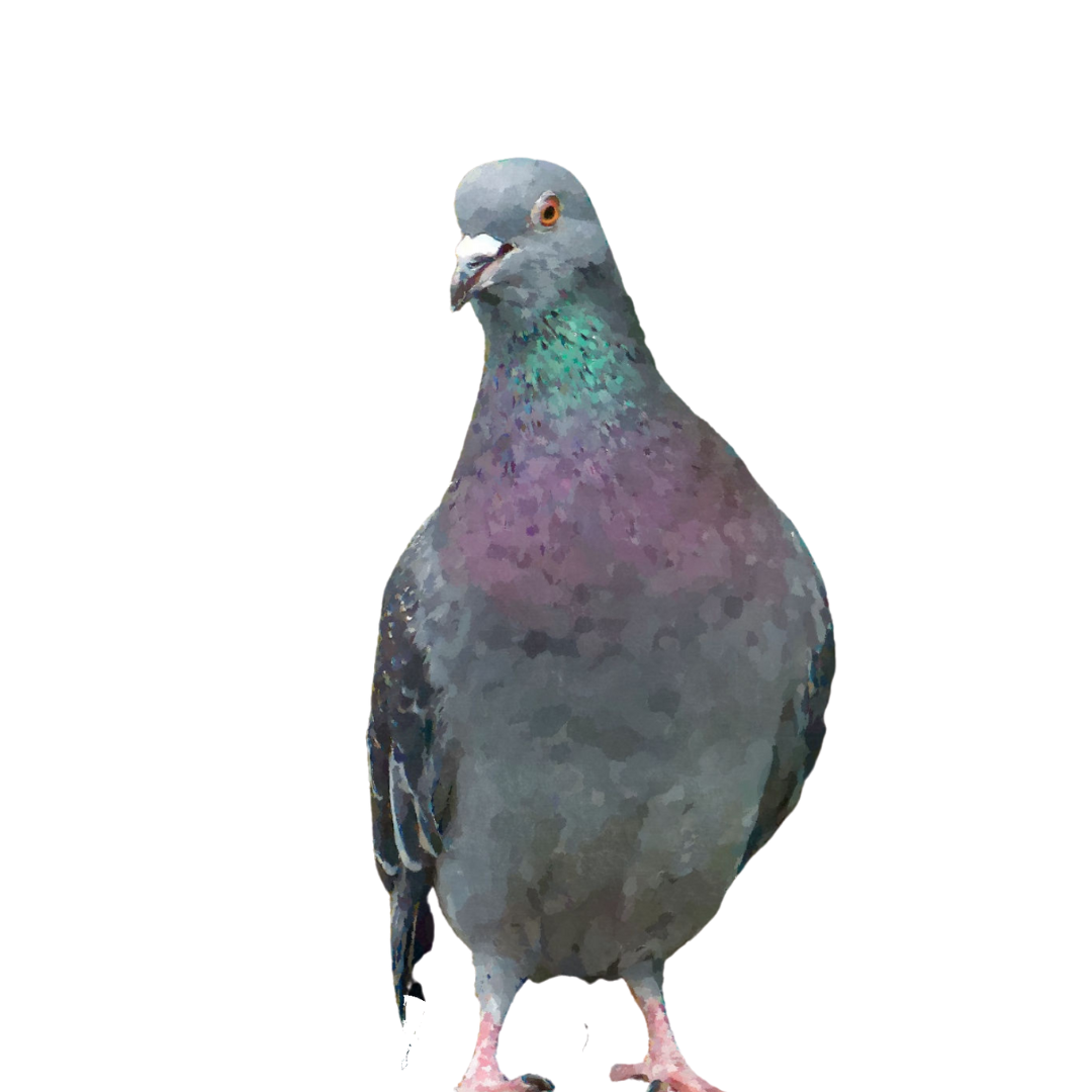 OviGrit 3 z anyżkiem - gryt - obrazek 3
