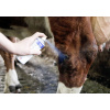 Blue Spray, 200 ml, Agrochemica - obrazek 2