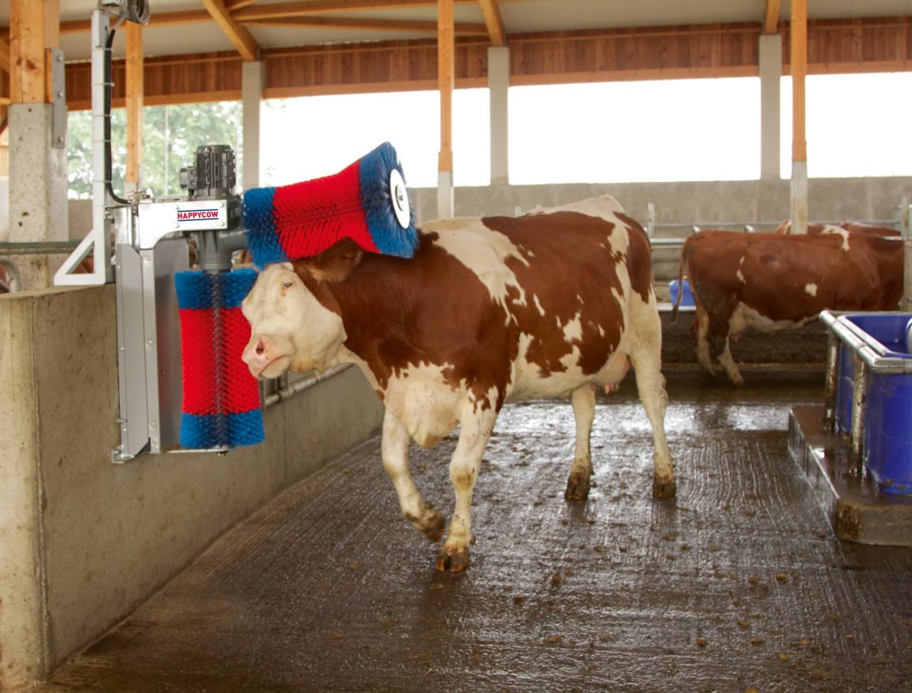Czochradło automatyczne dla bydła HAPPYCOW Duo, Kerbl - obrazek 3
