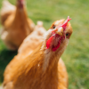 VitaMixor Birds - kombinacja witamin i minerałów i aminokwasów - obrazek 4