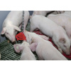 Antystresowe kółko do gryzienia na łańcuchu dla trzody, Kerbl - obrazek 3