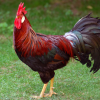 OviCalgen Birds - mieszanka mineralna z algami i olejkami eterycznymi 1kg - obrazek 5