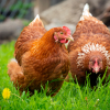 Eukalipsor Mint Birds - przeciw schorzeniom górnych dróg oddechowych - obrazek 4