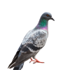 OviBlanco 10 kg - posypka higieniczna - obrazek 3
