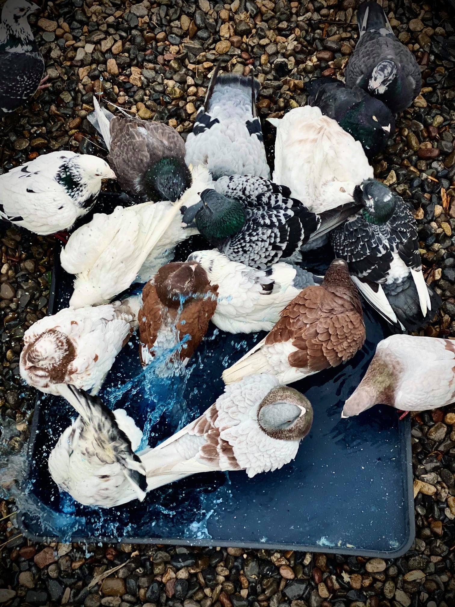 OviBad Essence Birds - płyn do kąpieli z olejkami eterycznymi - obrazek 3