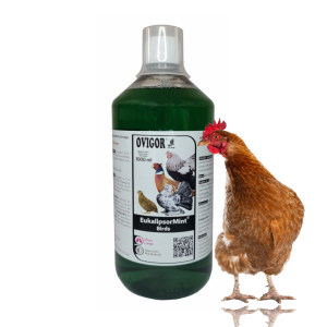 Eukalipsor Mint Birds – przeciw schorzeniom górnych dróg oddechowych
