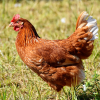 RobAut Powder Birds - odrobaczająca mieszanka dla ptaków 300g - obrazek 5