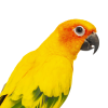 Vitamixor E+Se Birds 100ml- witamina E+Se z kroplomierzem dla papug, kanarków i innych ptaków egzotycznych - obrazek 3