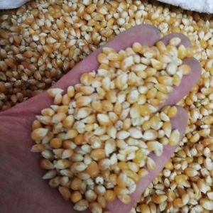 Kukurydza popcorn dla gołębi, ptaków, ziarno