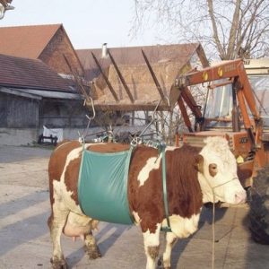 Przyrząd do podnoszenia krów Daisy Lifter, Kerbl