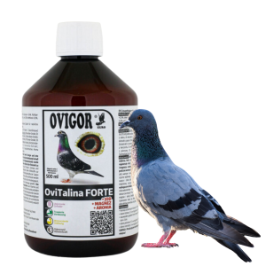 OviTalina FORTE dla gołębi energia, regeneracja, odporność Ovigor 500ml