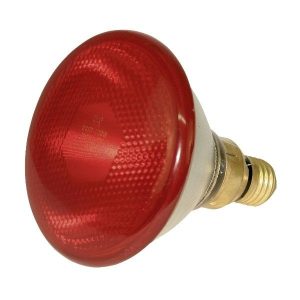 Promiennik żarówka kwoka lampa 100W Kerbl czerwona