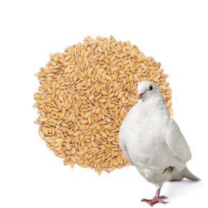 Ryż paddy 25 kg – idealny dodatek paszowy dla gołębi i ptaków lotowych